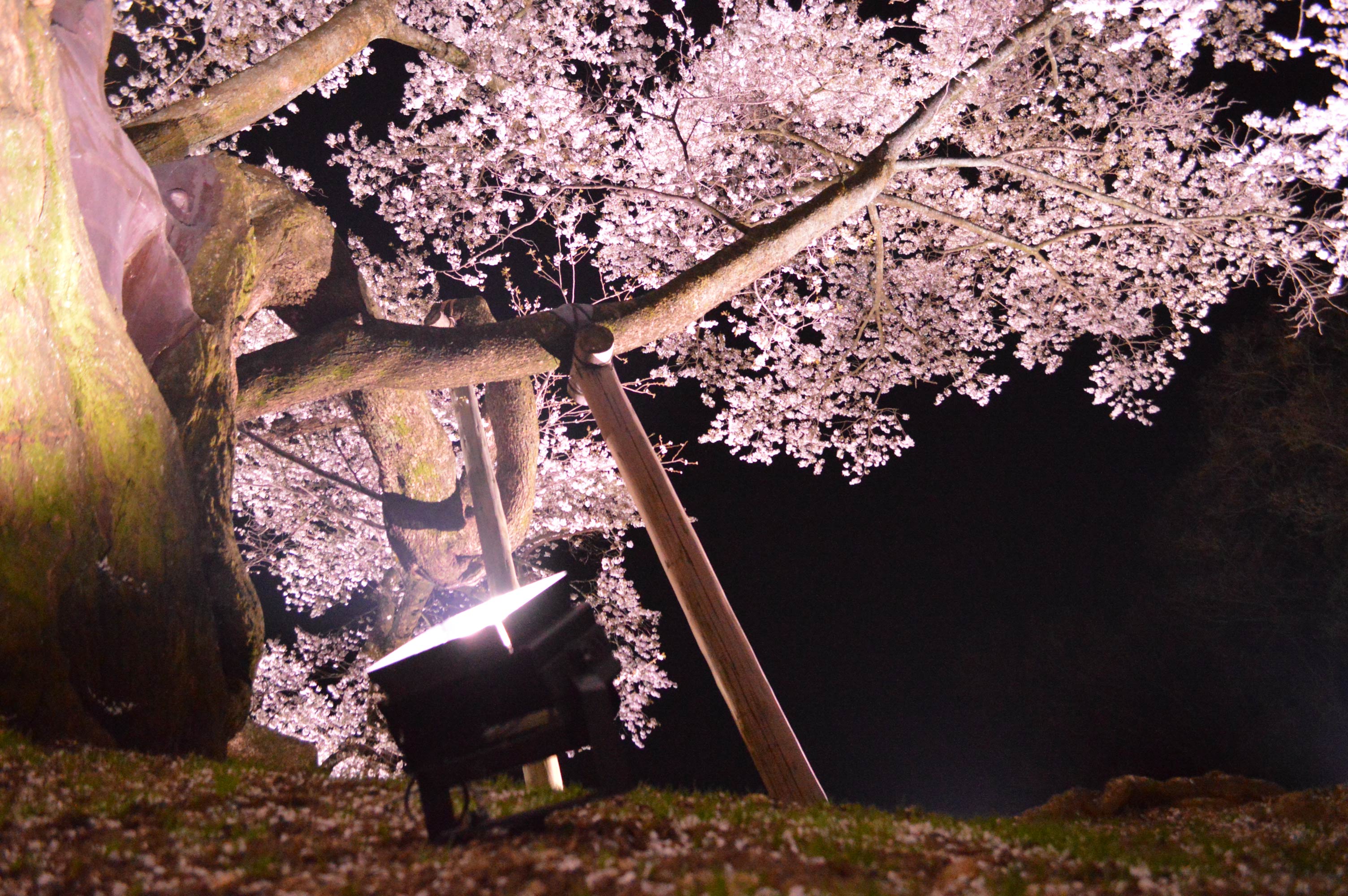sakura3