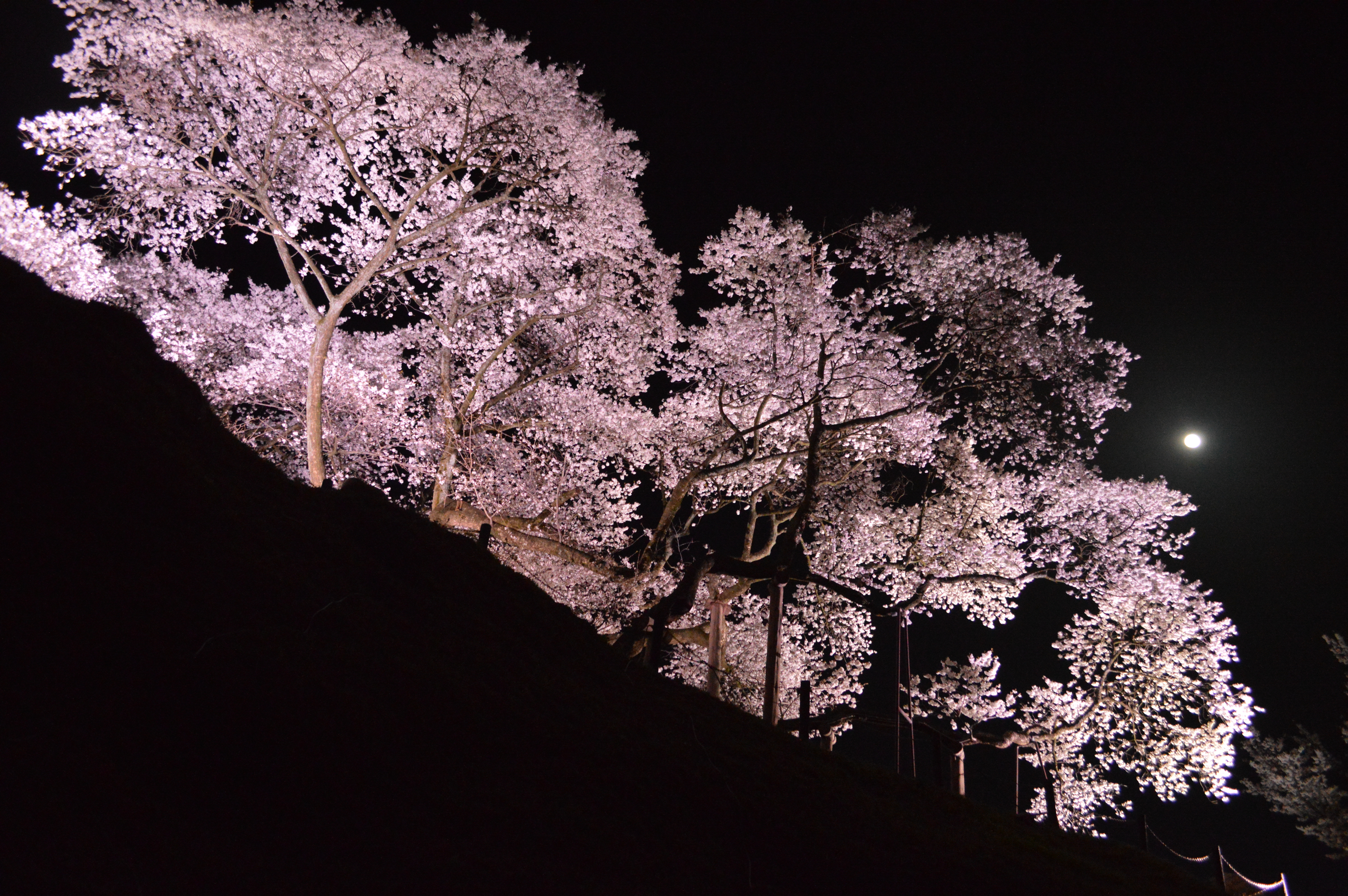 sakura1